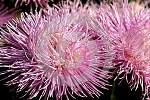 Close-up garden aster blooms