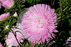 Close-up garden aster blooms