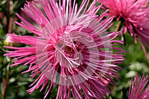 Close-up garden aster blooms