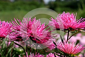 Close-up garden aster blooms