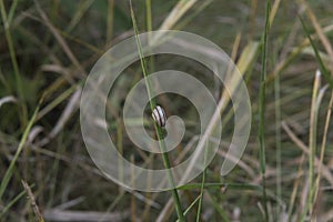 close-up: garden banded snail with brown banding in a sweet vernal-grass stem