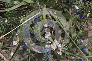 close-up: garden banded snails agglomerated blue flowers of blueweed photo