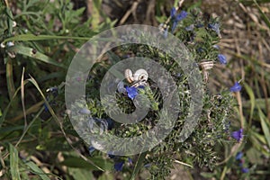 close-up: garden banded snails agglomerated blue flowers of blueweed photo