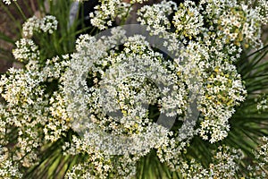 Close up of Garden Chive Flowers in Garden