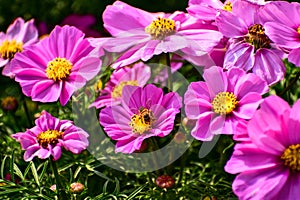 Close up of Garden Cosmos with the bee on it. Pink garden cosmos flowers blooming in the garden.