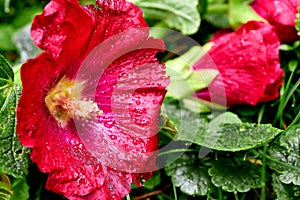 Close-up of a garden flower rose and raindrops