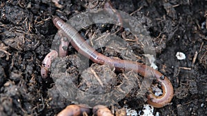 A close up of garden lob worms in a bucket of soil