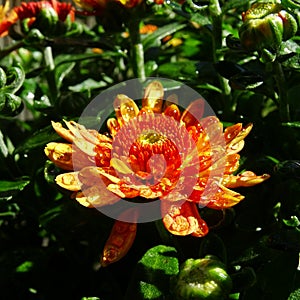 Beautiful Garden Mums after Rain Showers