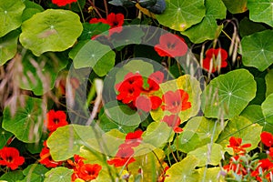 Close up of Garden nasturtium (Tropaeolum majus), a flowering plant