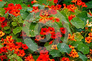 Close up of Garden nasturtium (Tropaeolum majus), a flowering plant