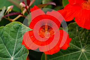 Close up of Garden nasturtium (Tropaeolum majus), a flowering plant