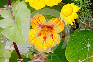 Close up of Garden nasturtium (Tropaeolum majus), a flowering plant