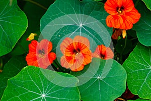 Close up of Garden nasturtium (Tropaeolum majus), a flowering plant