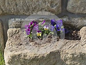 Close-up of garden pansy, vivid purple, violet, blue and yellow viola spring flower in old rustic sandstone flower pot