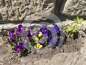 Close-up of garden pansy, vivid purple, violet, blue and yellow viola spring flower in old rustic sandstone flower pot