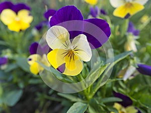 Close up garden pansy, yellow, purple and violet viola spring flower on a green bokeh background, selective focus, copy