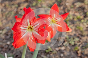 Close-up Garden red lily flowers on sunny day