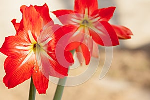 Close-up Garden red lily flowers on sunny day