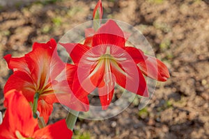 Close-up Garden red lily flowers on sunny day