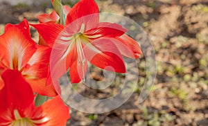 Close-up Garden red lily flowers on sunny day