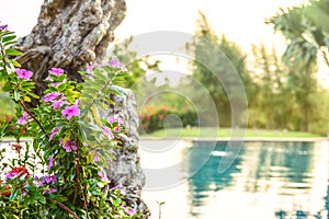 Close up of garden at resort with pink flowers in focus and pool/garden in the background