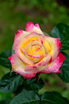 Close-up of garden rose Pullman Orient Express