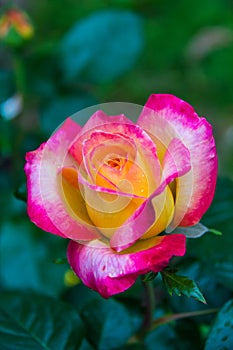 Close-up of garden rose Pullman Orient Express