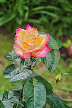 Close-up of garden rose Pullman Orient Express