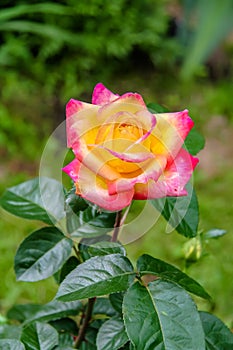 Close-up of garden rose Pullman Orient Express photo
