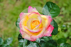 Close-up of garden rose Pullman Orient Express photo