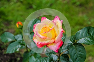 Close-up of garden rose Pullman Orient Express photo