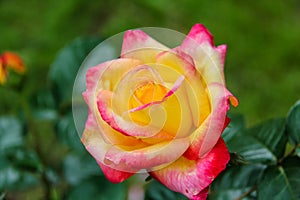 Close-up of garden rose Pullman Orient Express photo