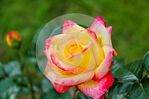 Close-up of garden rose Pullman Orient Express photo