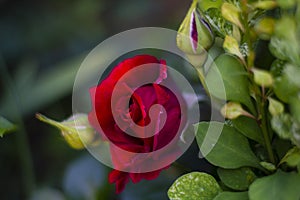 Close-up of garden rose. Red rose bud.