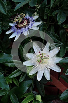 A close up garden scene with a white passion flower