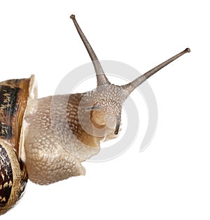 Close-up of Garden Snail