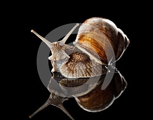 Close-up of garden snail