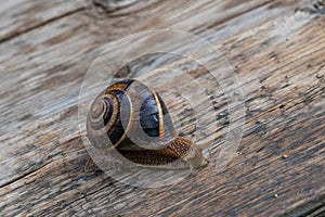 Close up of garden snail Helix aspersa on wooden floor