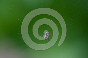 Close up of garden spider sitting on his web.