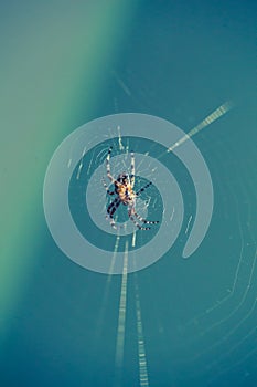 Close up of garden spider sitting on his web.