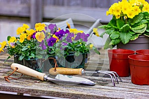 close up garden tools for transplanting flowers and violets in pot on the table. planting step 1