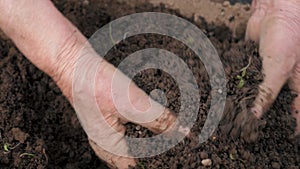 Close Up Gardener Farmer Hands Mixes Soil With Organic Fertilizers