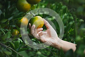 Close up of gardener hand holding an orange and checking quality of orange in the oranges field garden