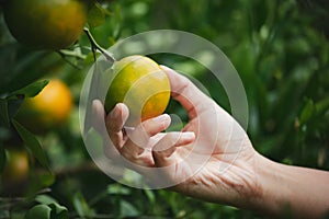Close up of gardener hand holding an orange and checking quality of orange in the oranges field garden