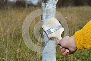 Close up on gardener hand with paint brush whitewashing fruit tree trunk photo