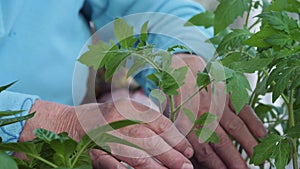 Close Up Of Gardener Hand Touching Green Tomatoes Stem Seedlings Of Plant