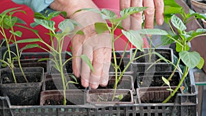 Close Up Of Gardener Hands Stirring Soil In Pepper Seedlings Of Plant