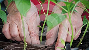 Close Up Of Gardener Hands Stirring Soil In Seedlings Of Plant