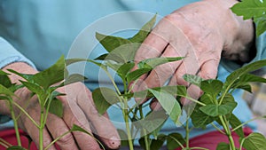 Close Up Of Gardener Hands Touching Green Stem Seedlings Of Plant