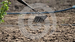 Close-up, Gardener loosens black soil, ground using raker in vegetable garden in farmland, Leveling, plowing ground with